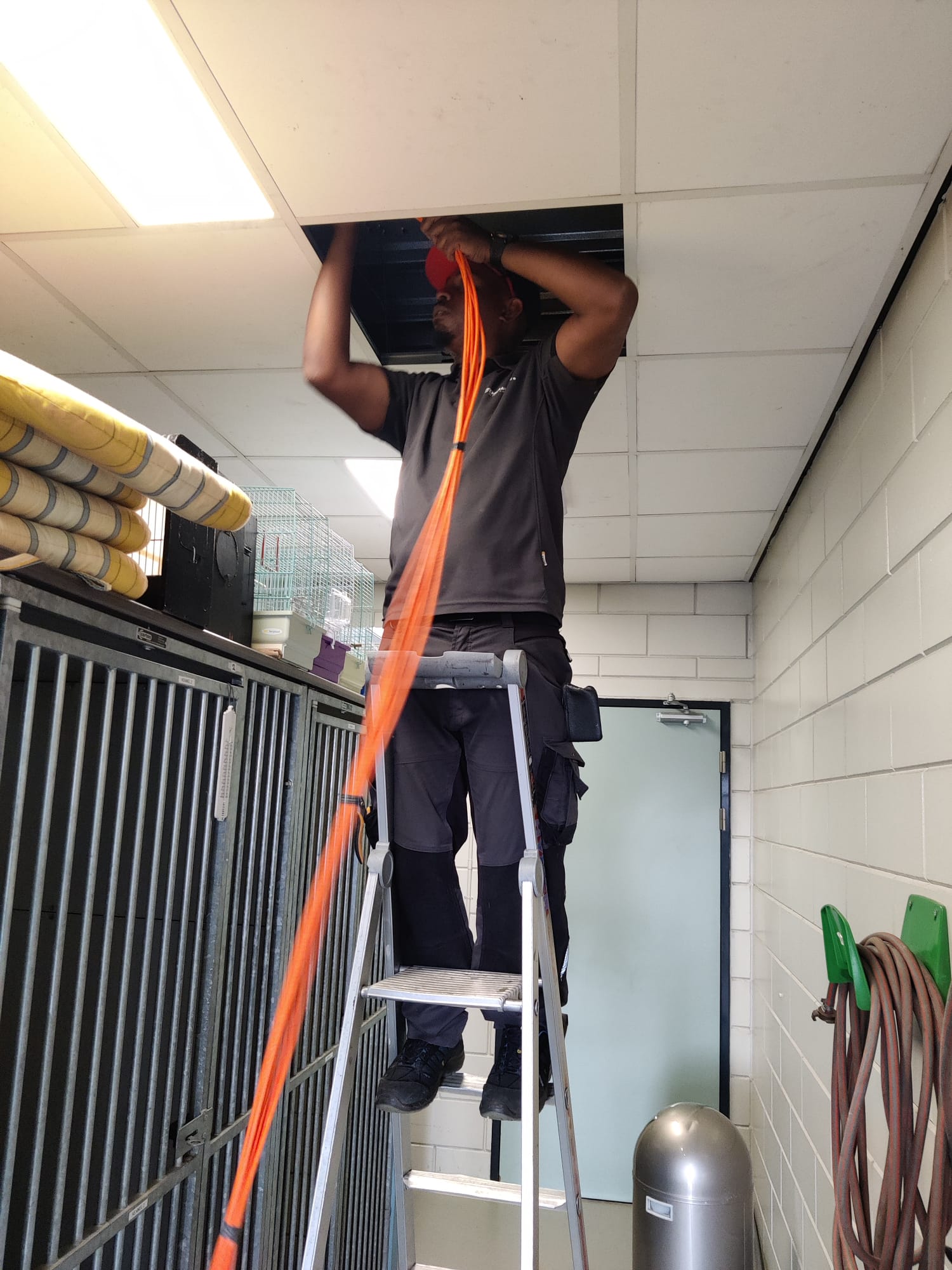 Monteur trekt vanaf een ladder oranje netwerkkabel door het plafond in de gang langs de dierenverblijven