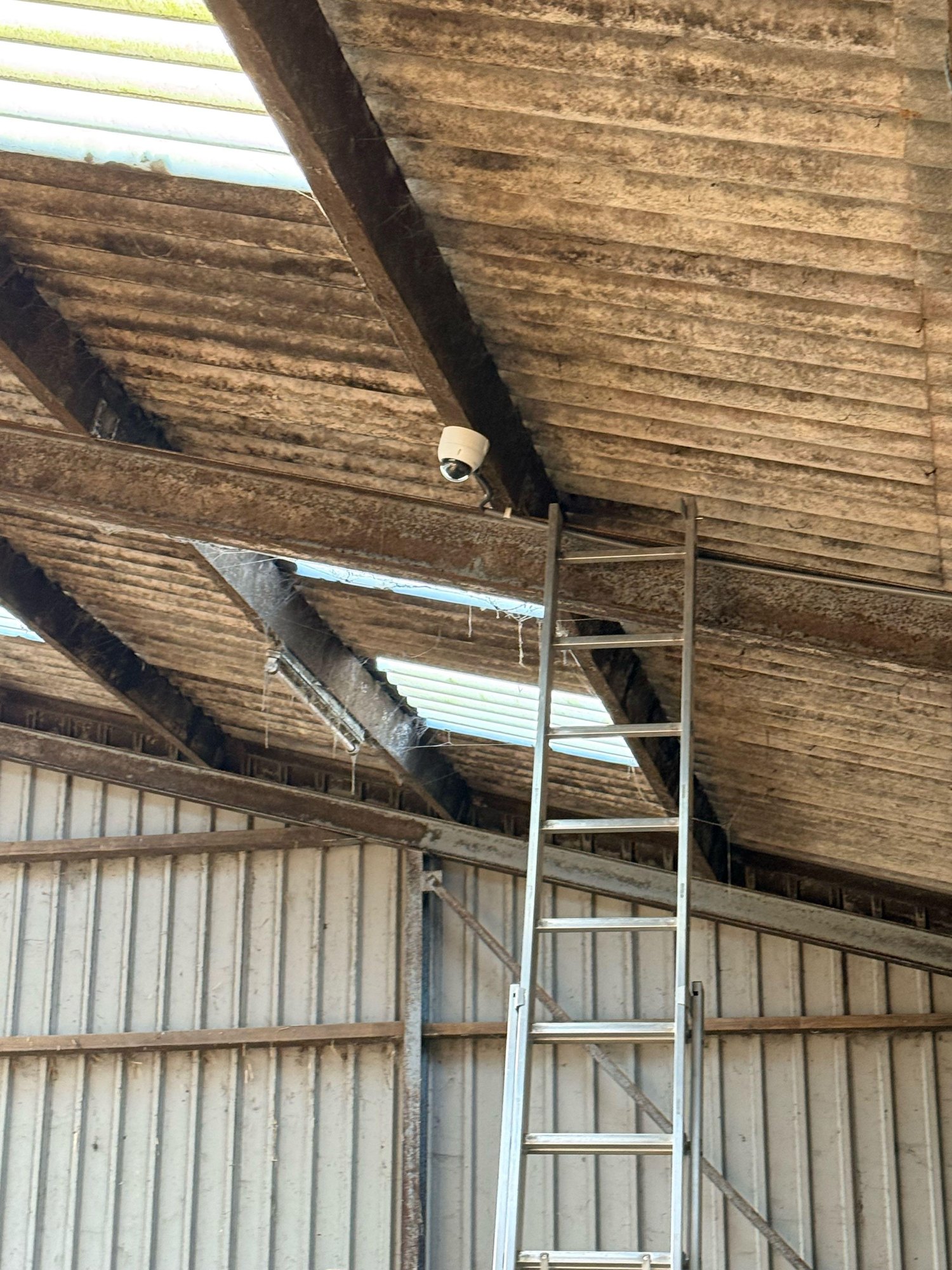 Witte camera onder een spant hoog in de stal, met een ladder ertegen en lichtplaten in het dak