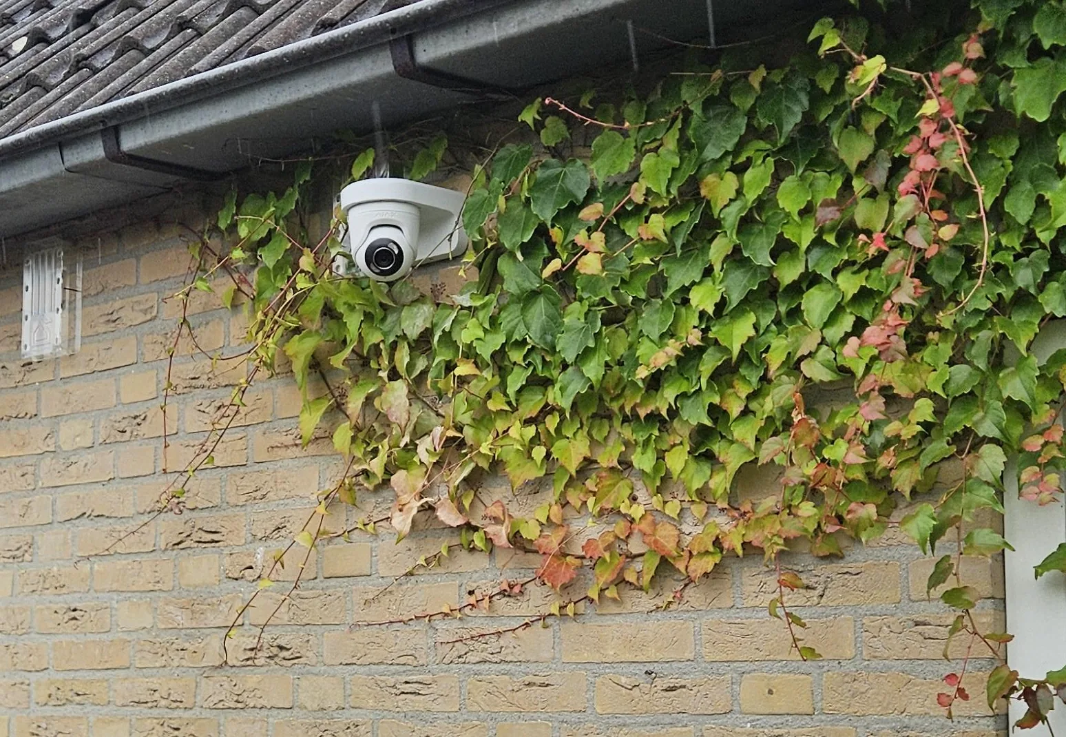 Witte Ajax TurretCam op een muurbeugel onder de dakgoot aan de achtergevel, tussen de klimop op de gele bakstenen muur