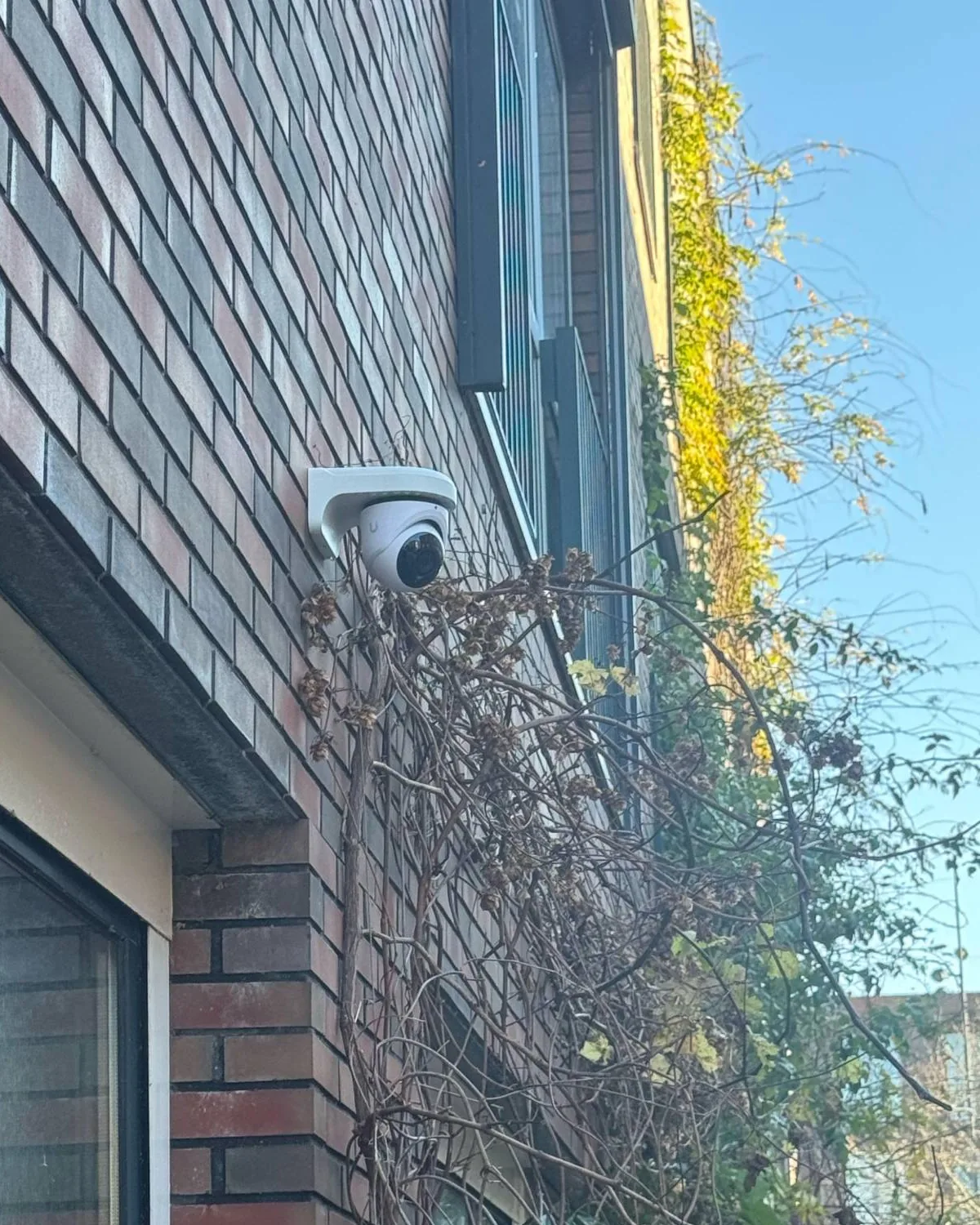 Witte UniFi-domecamera hoog op een bakstenen gevel, boven een raam en naast klimop